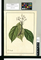 Aralia? /. Original drawing from Ruiz & Pavón's Expedition (1777-1816)