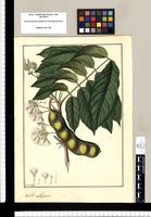Mimosa [Inga ruiziana ]/ Fran[cis]co Pulgar. Original drawing from Ruiz & Pavón's Expedition (1777-1816)