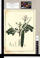 Mimosa [Lysiloma guachapele]/ Xav[ier] Cor[té]s y Alcoser del. Original drawing from Ruiz & Pavón's Expedition (1777-1816)