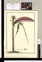 Palma: Vulgo Camona; ¿an Genus novum? Iriartea?. Original drawing from Ruiz & Pavón's Expedition (1777-1816)