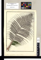 Martinezia ciliata: Palma Vulgo chonta. Original drawing from Ruiz & Pavón's Expedition (1777-1816)