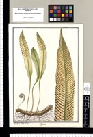 Polypodium / lo dibuxó Joseph Rubio. Original drawing from Ruiz & Pavón's Expedition (1777-1816)