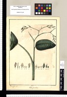 Thalia paniculata / Xavier Cortez del. Original drawing from Ruiz & Pavón's Expedition (1777-1816)