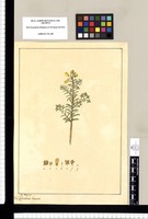 Calceolaria linearis / Jose Rivera del. Original drawing from Ruiz & Pavón's Expedition (1777-1816)