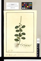 Peperomia uniflora: an Peperomia concava? / Fran[cis]co Pulgar. Original drawing from Ruiz & Pavón's Expedition (1777-1816)