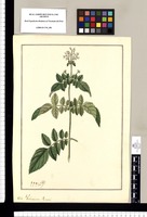 Valeriana [decussata] Rami. Original drawing from Ruiz & Pavón's Expedition (1777-1816)