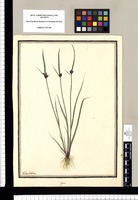 Cyperus / Ysidro Galvez. Original drawing from Ruiz & Pavón's Expedition (1777-1816)