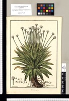 Eriocaulon vaginans / Ysidro de Galvez. Original drawing from Ruiz & Pavón's Expedition (1777-1816)