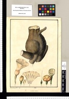 Convolvulus mechoacan / Xav[ier] Cort[és] y Alco[ce]r del. Original drawing from Ruiz & Pavón's Expedition (1777-1816)