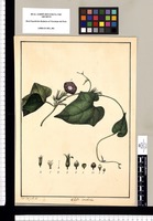 Convolvulus / Xav[ier] Cort[és] y Alc[ocer] del. Original drawing from Ruiz & Pavón's Expedition (1777-1816)