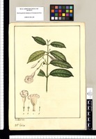 Echites [ovalis]/ Jose Rivera del. Original drawing from Ruiz & Pavón's Expedition (1777-1816)