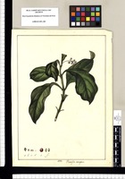 Rawolfia [sic] tetragona. Original drawing from Ruiz & Pavón's Expedition (1777-1816)