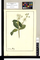 Ignota [Viburnum tridentatum]. Original drawing from Ruiz & Pavón's Expedition (1777-1816)