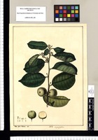 Chrysophyllum [caeruleum]/ Jose Gab[riel] Rivera del. Original drawing from Ruiz & Pavón's Expedition (1777-1816)