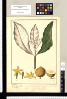 Genipa: Vitu S.D. et Mahahua / Jose Rivera del. Original drawing from Ruiz & Pavón's Expedition (1777-1816)