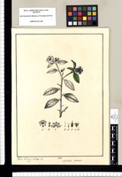 Hydrolea spinosa? / Xavier Cortés y Alcoser del. Original drawing from Ruiz & Pavón's Expedition (1777-1816)