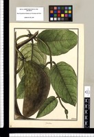 Cynanchum [lanuginosum] / Galvez. Original drawing from Ruiz & Pavón's Expedition (1777-1816)