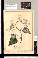 Gen. nov. Asclepiae accedens / J[osé] G[abriel] R[ivera] del. Original drawing from Ruiz & Pavón's Expedition (1777-1816)