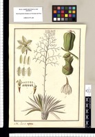Yucca aspera. Original drawing from Ruiz & Pavón's Expedition (1777-1816)