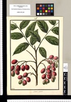 Guarea? purpurea / Galvez. Original drawing from Ruiz & Pavón's Expedition (1777-1816)