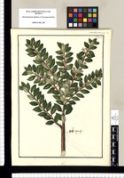 Vaccinium dependens / Fr[ancisco] Pulgar. Original drawing from Ruiz & Pavón's Expedition (1777-1816)