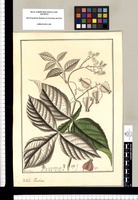 Paulinia [sic]/ Fran[cis]co Pulgar. Original drawing from Ruiz & Pavón's Expedition (1777-1816)