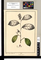Coccoloba obovata / Xavier Cortés y Alcoser del. Original drawing from Ruiz & Pavón's Expedition (1777-1816)
