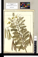 Cassia minutissima L. / J[ose]ph Brunete. Original drawing from Ruiz & Pavón's Expedition (1777-1816)