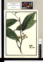 ¿an TriChilea? / Brunete. Original drawing from Ruiz & Pavón's Expedition (1777-1816)