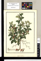 Limonia trifoliata / Fran[cis]co Pulgar. Original drawing from Ruiz & Pavón's Expedition (1777-1816)