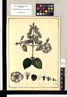 [Melastoma] / Xavier Cortés del. Original drawing from Ruiz & Pavón's Expedition (1777-1816)