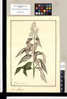 Melastoma / Fran[cis]co Pulgar. Original drawing from Ruiz & Pavón's Expedition (1777-1816)