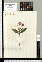 [Lopezia grandiflora Zuc. (Onagraceae)]. Original drawing from Sessé & Mociño's Expedition (1787-1803)