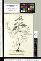 Dianthera Sexangularis. Original drawing from Sessé & Mociño's Expedition (1787-1803)