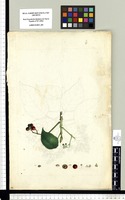 [Petitia dominguensis Jacq. (Verbenaceae)]. Original drawing from Sessé & Mociño's Expedition (1787-1803)