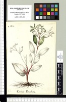 Echites Revoluta. Original drawing from Sessé & Mociño's Expedition (1787-1803)