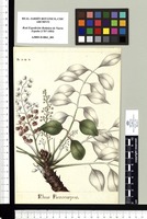 Rhus Pterocarpus. Original drawing from Sessé & Mociño's Expedition (1787-1803)
