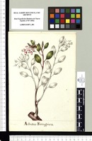Arbutus Ferruginea. Original drawing from Sessé & Mociño's Expedition (1787-1803)