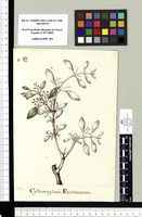 Cytharexylum Racemosum. Original drawing from Sessé & Mociño's Expedition (1787-1803)