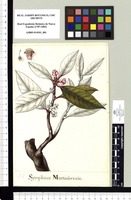 Symplocos Martinicensis. Original drawing from Sessé & Mociño's Expedition (1787-1803)