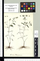 Croton Vulpinum. Original drawing from Sessé & Mociño's Expedition (1787-1803)