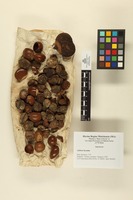 Achras lucuma Ruiz & Pav.; Fruits and seeds.