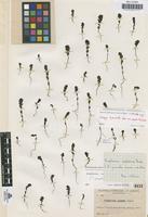Isotype of Euphrasia pumila Sennen var. exocarpa Sennen [family SCROPHULARIACEAE]