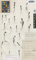 Isotype of Euphrasia cousturieri Sennen [family SCROPHULARIACEAE]