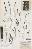 Isotype of Euphrasia luciae Sennen [family SCROPHULARIACEAE]