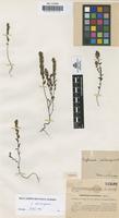 Type of Euphrasia ceretana Sennen [family SCROPHULARIACEAE]