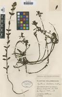 Type of Gentiana arbelaezii Cuatr. [family GENTIANACEAE]
