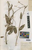 Type of Rumex platyphyllus Sennen & Pau [family POLYGONACEAE]