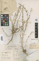 Type of Salsola flavescens Cav. [family CHENOPODIACEAE]