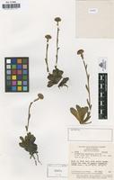 Isotype of Flosmutisia paramicola Cuatrecasas [family COMPOSITAE]